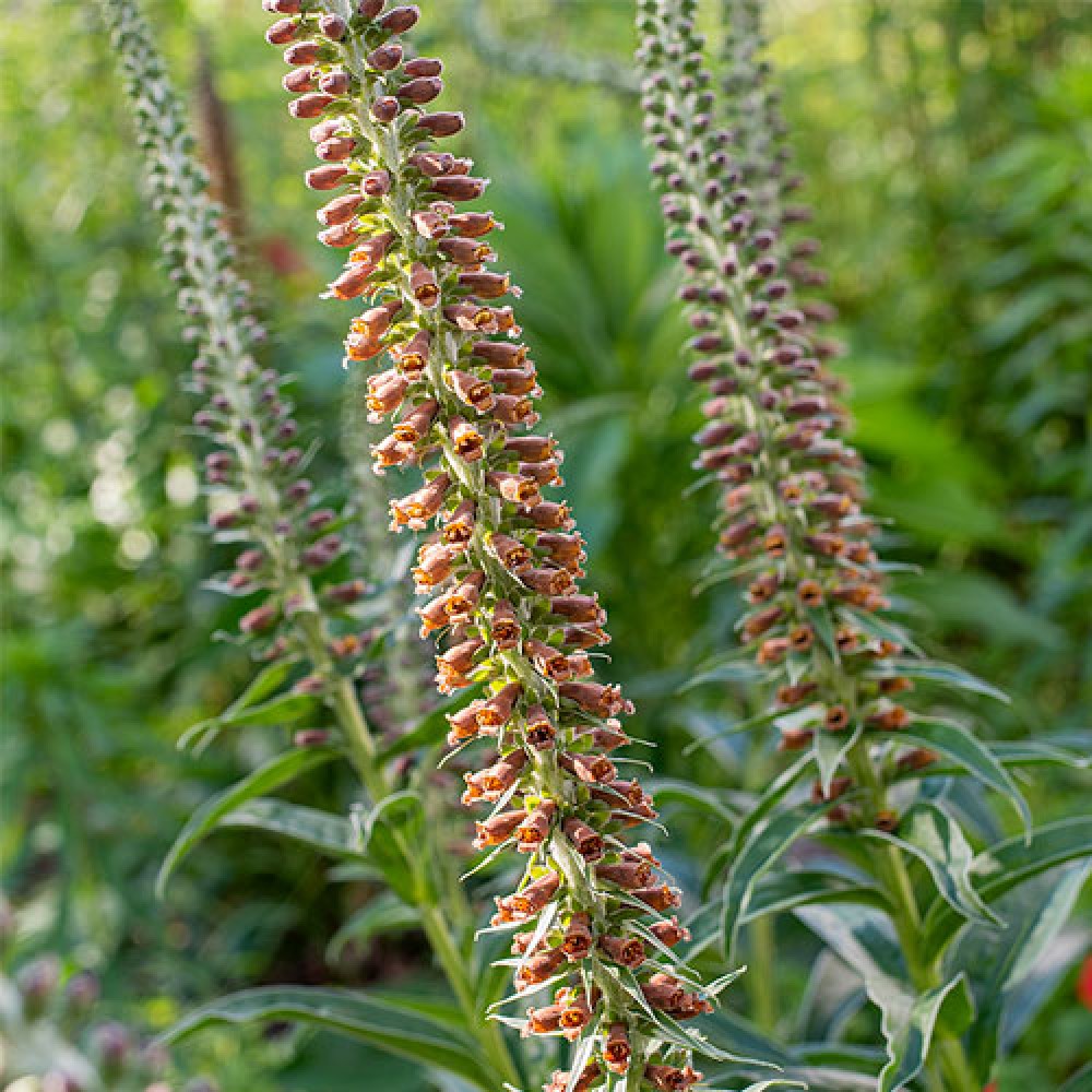 Digitalis Milk chocolate