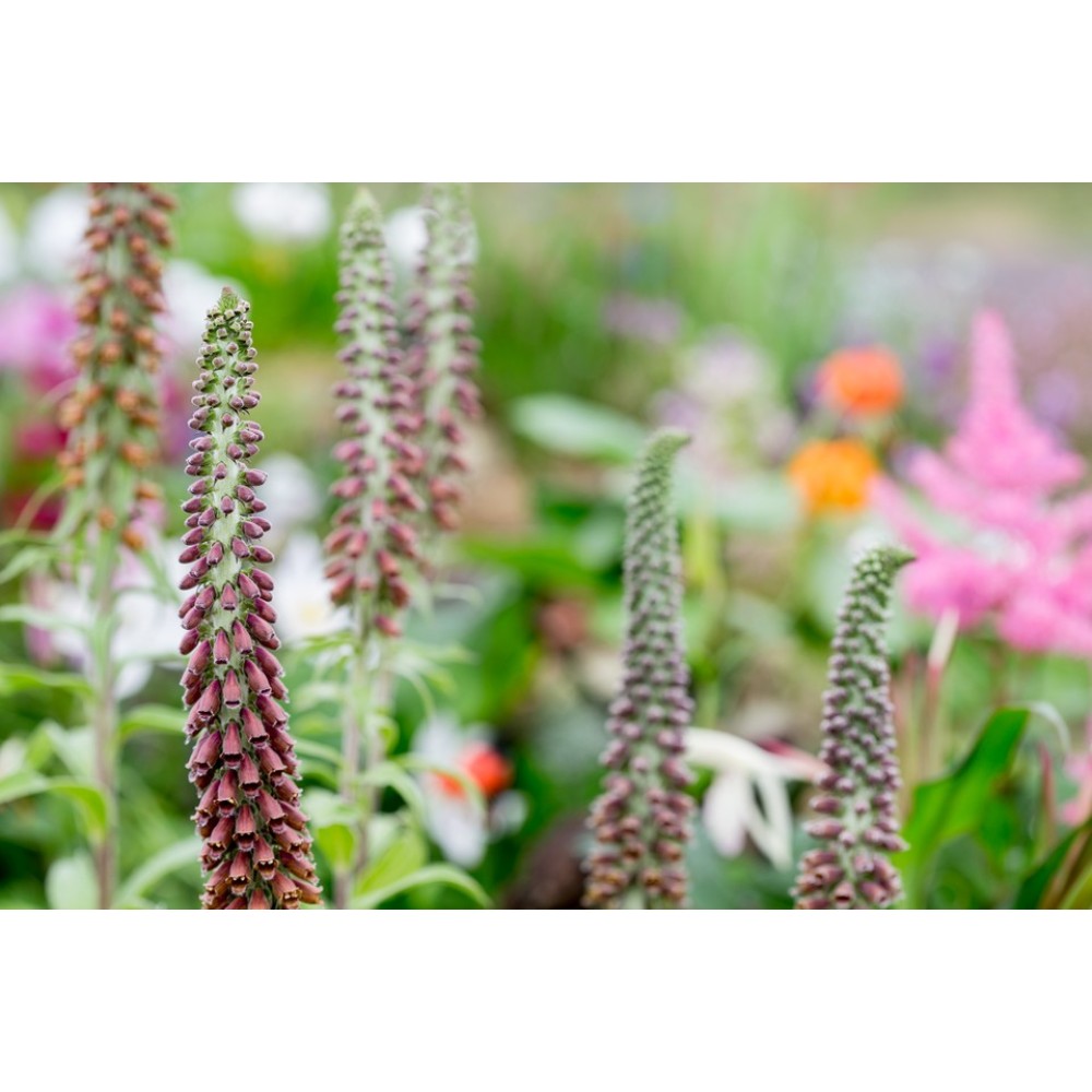 Digitalis Milk chocolate