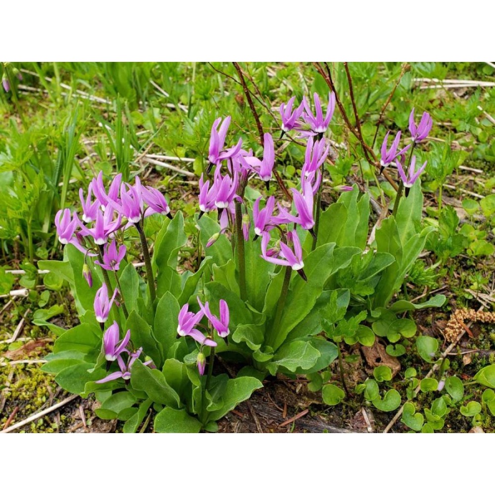 Dodecatheon Jeffreyi