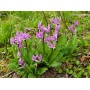 Dodecatheon Jeffreyi