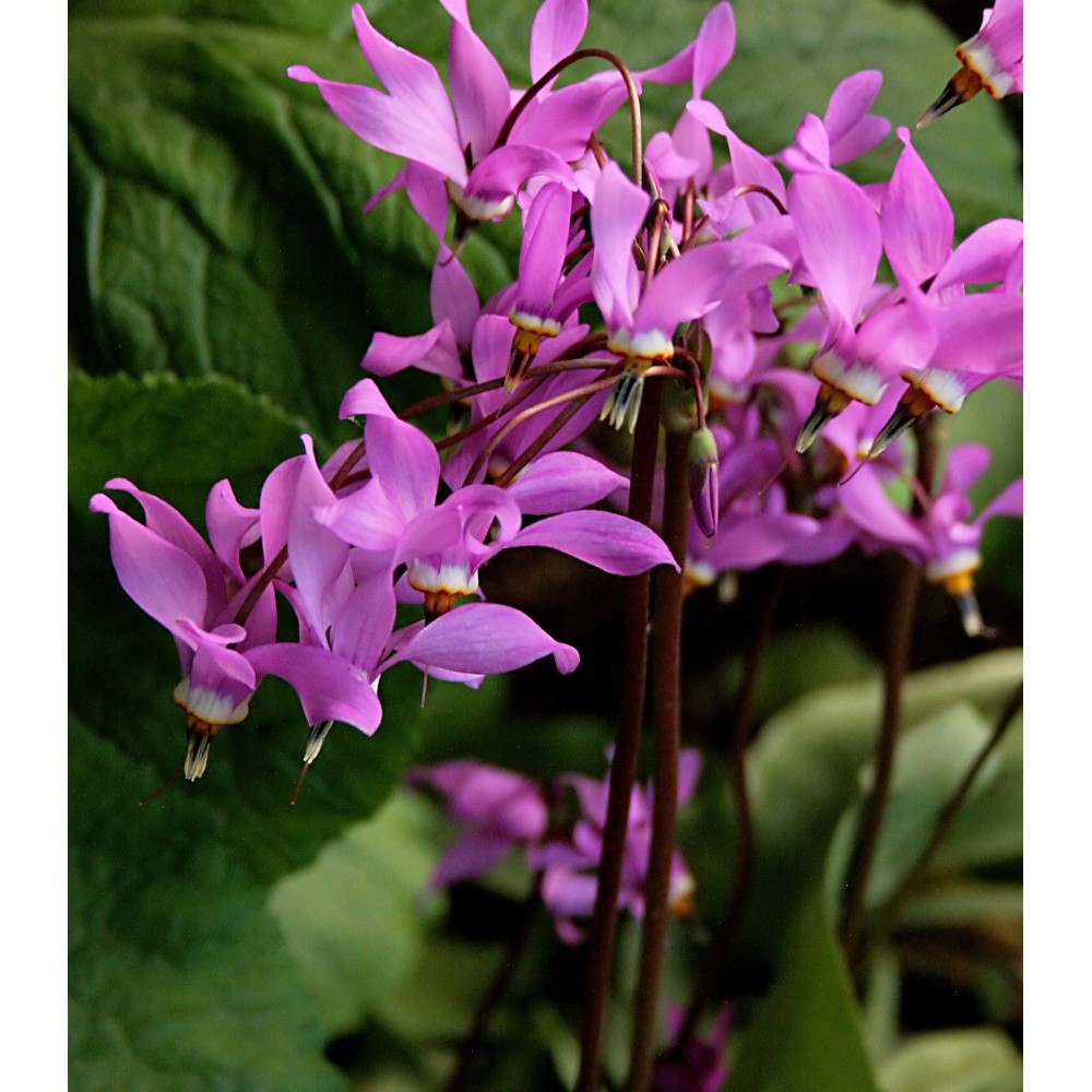 Dodecatheon Jeffreyi
