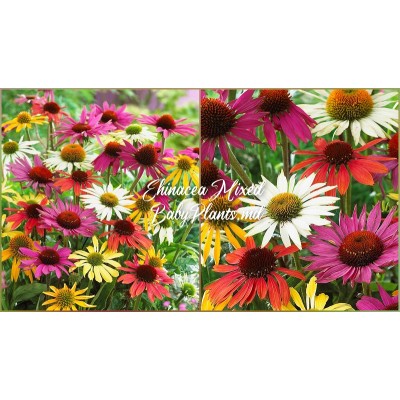 Echinacea Mixed