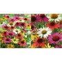Echinacea Mixed
