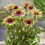 Echinacea Green Twister