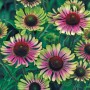 Echinacea Green Twister