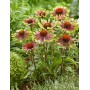 Echinacea Green Twister