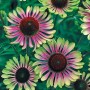 Echinacea Green Twister