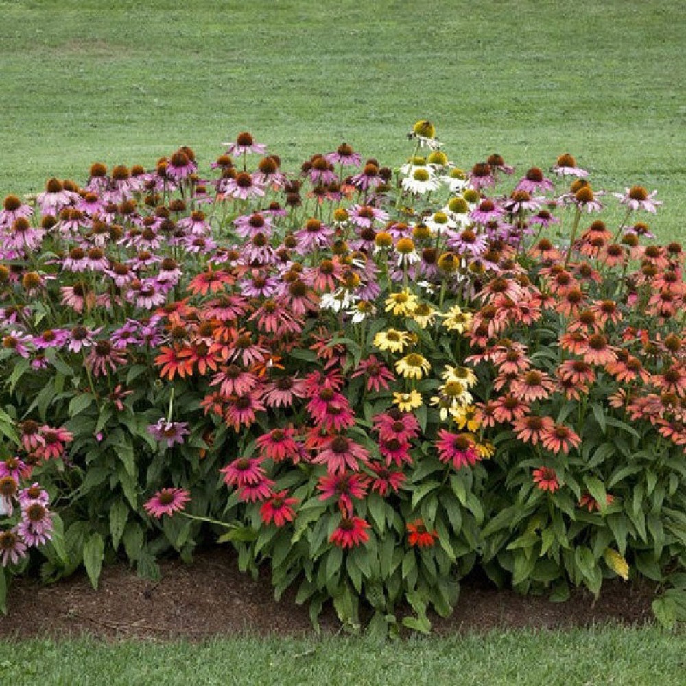 Echinacea Mixed