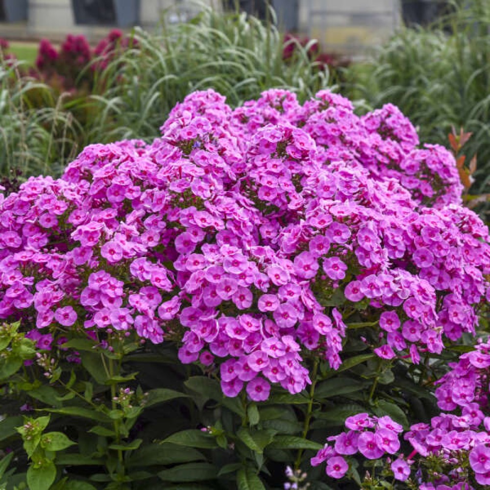 Phlox paniculata Pink