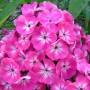 Phlox paniculata Pink