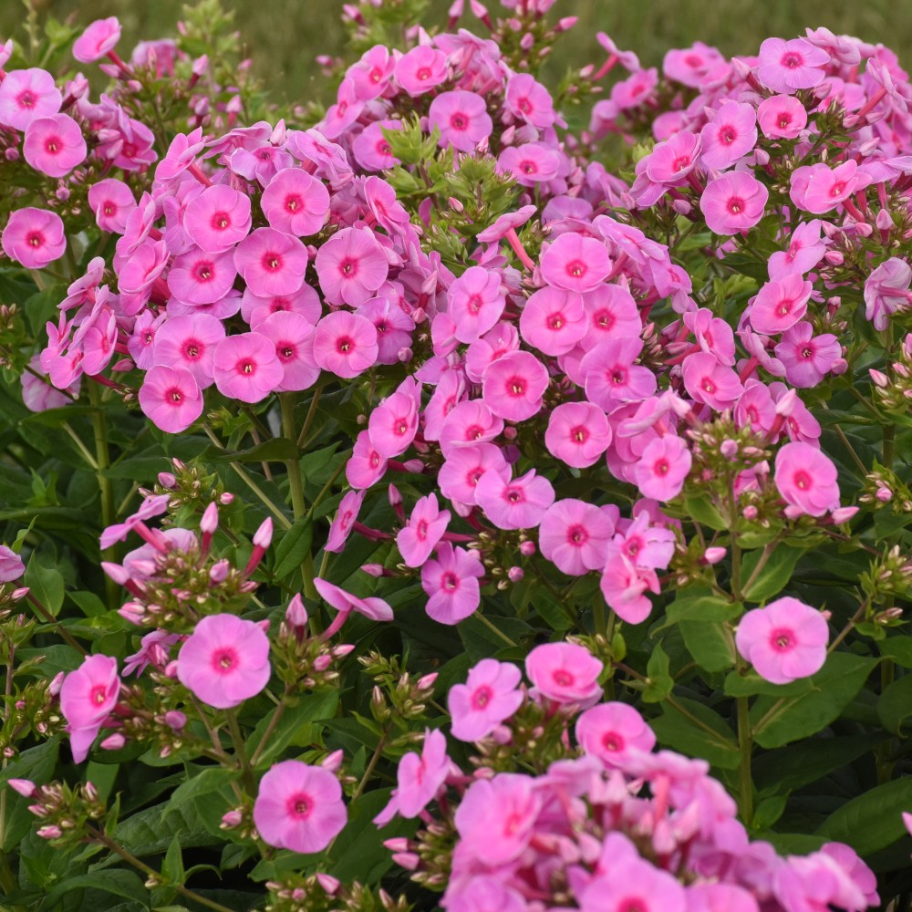 Phlox paniculata Pink
