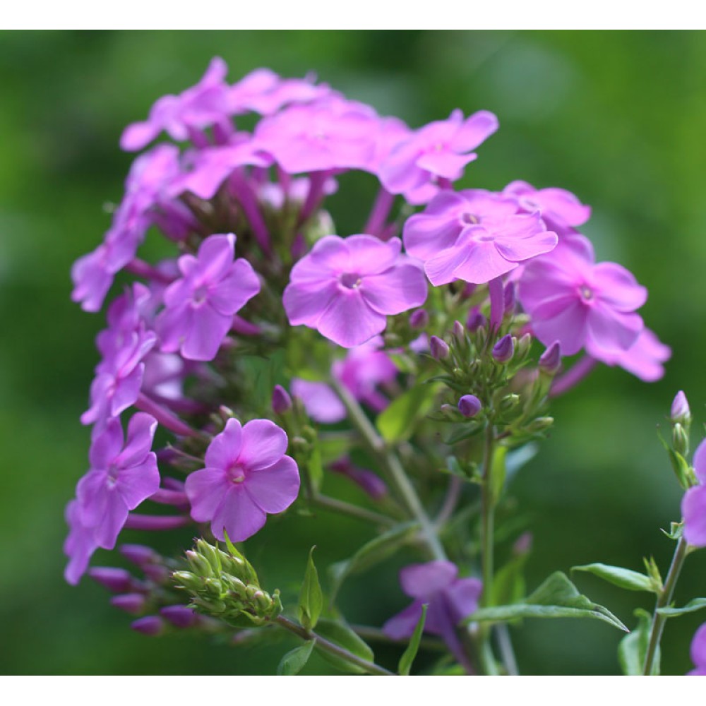 Phlox paniculata Pink