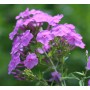 Phlox paniculata Pink