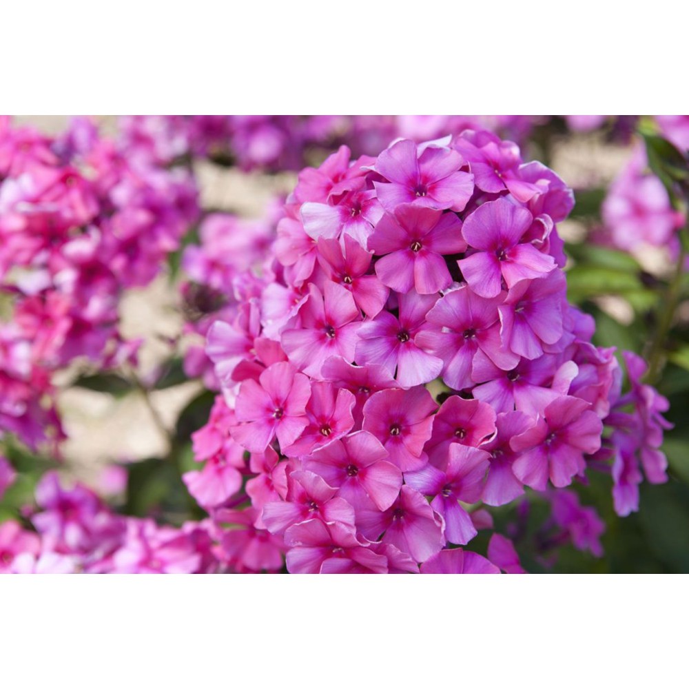 Phlox paniculata Pink