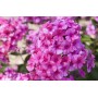 Phlox paniculata Pink