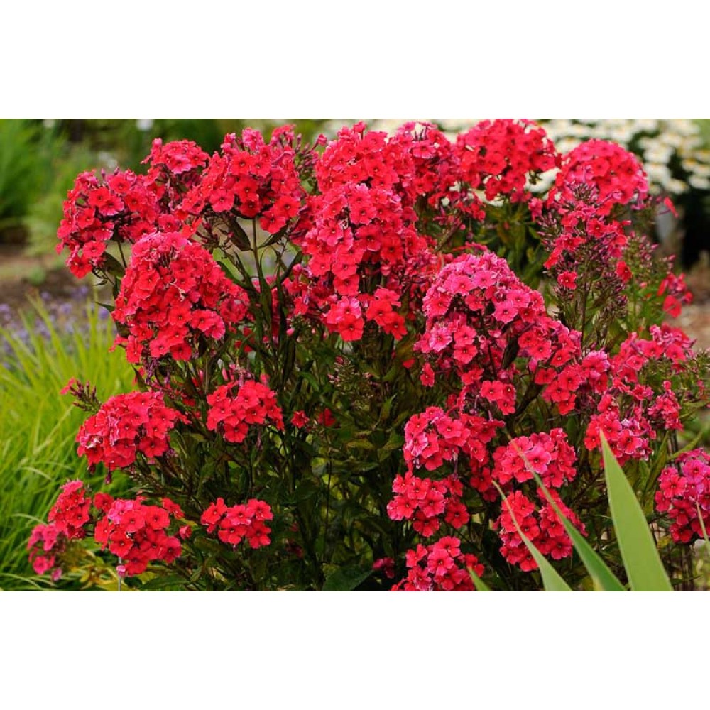 Phlox paniculata Red