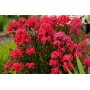 Phlox paniculata Red