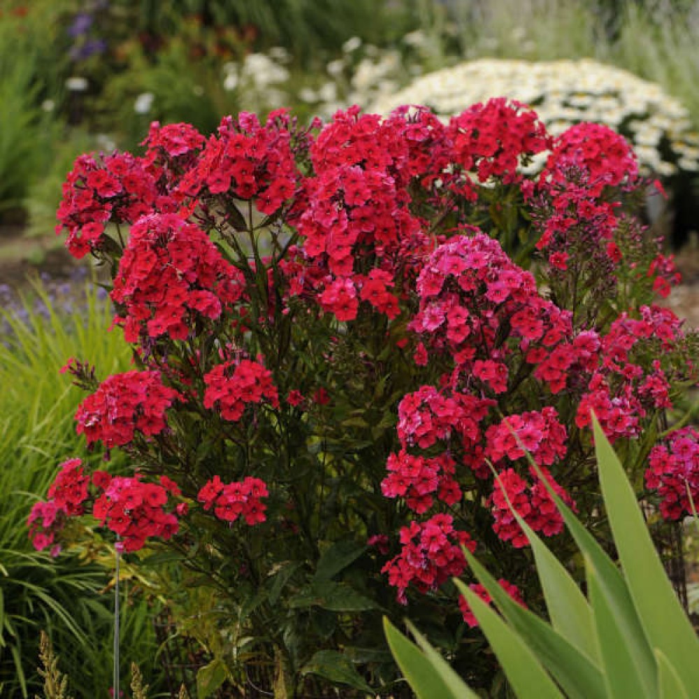 Phlox paniculata Red