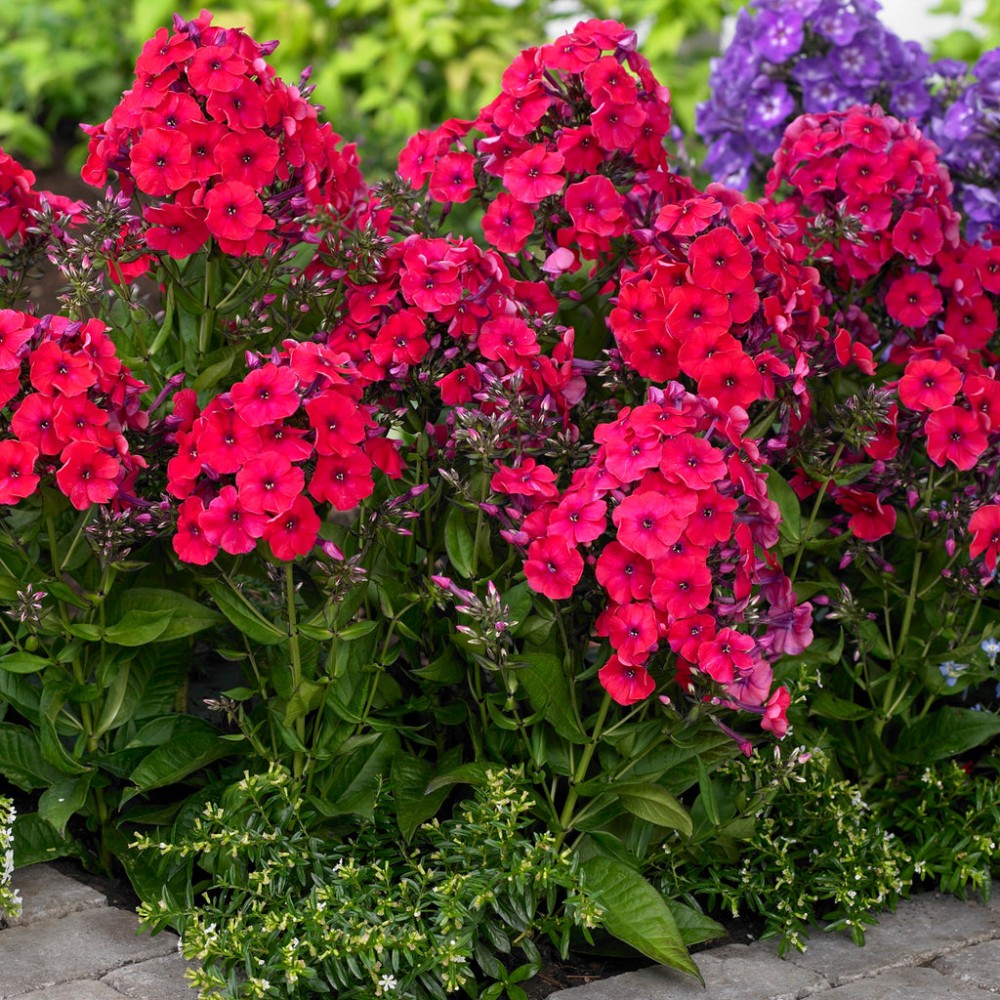 Phlox paniculata Red