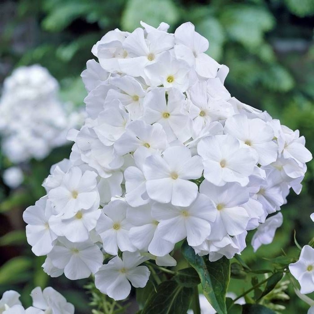 Phlox paniculata White