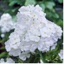Phlox paniculata White