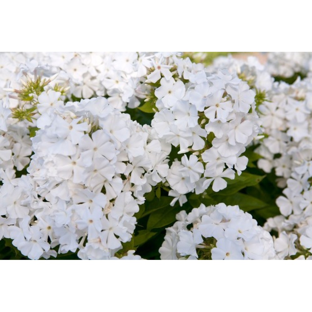 Phlox paniculata White