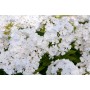 Phlox paniculata White