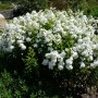 Phlox paniculata White