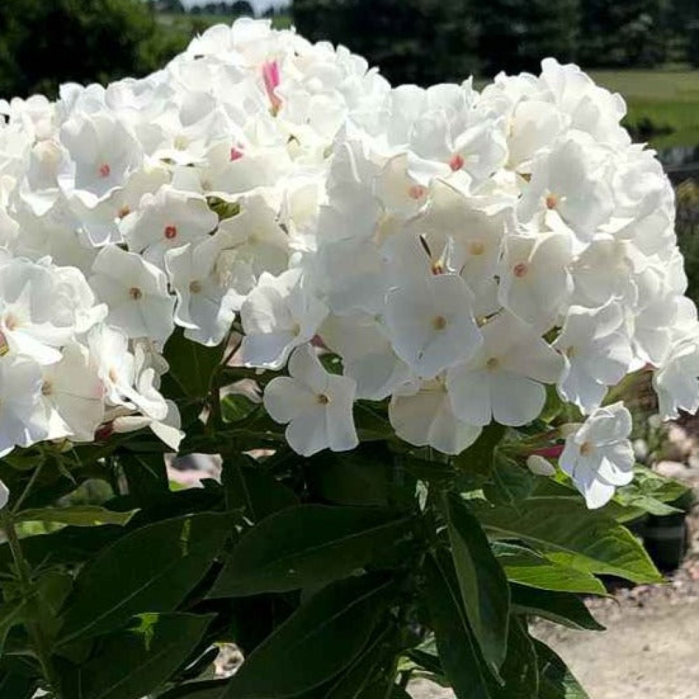 Phlox paniculata White