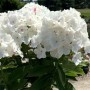 Phlox paniculata White
