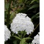 Phlox paniculata White