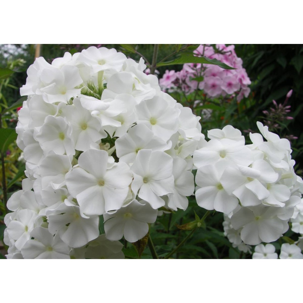 Phlox paniculata White