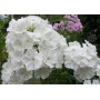 Phlox paniculata White