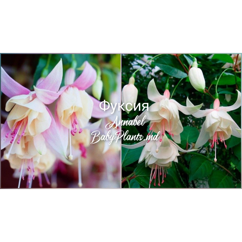 Fuchsia Annabel