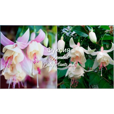 Fuchsia Annabel
