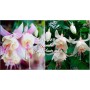 Fuchsia Annabel