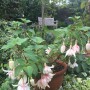 Fuchsia Annabel
