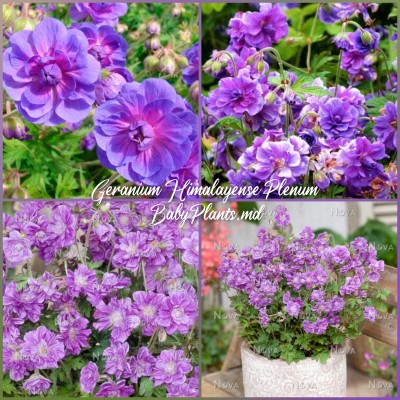 Geranium Himalayense Plenum