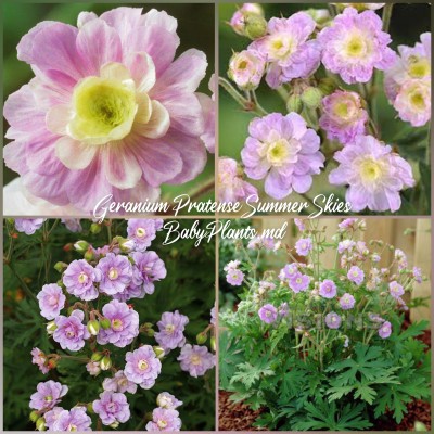 Geranium Pratense Summer Skies