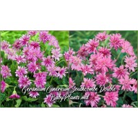 Geranium Cinereum Southcombe Double
