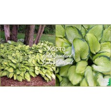 Hosta Gold Standard