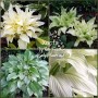Hosta White Feather