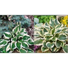 Hosta Patriot