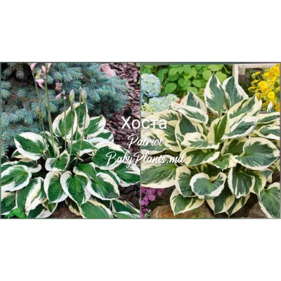 Hosta Patriot