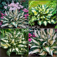 Hosta Fire and Ice