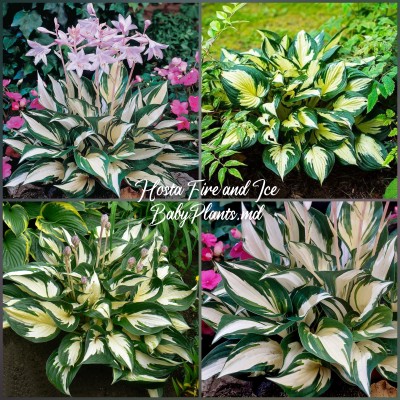 Hosta Fire and Ice