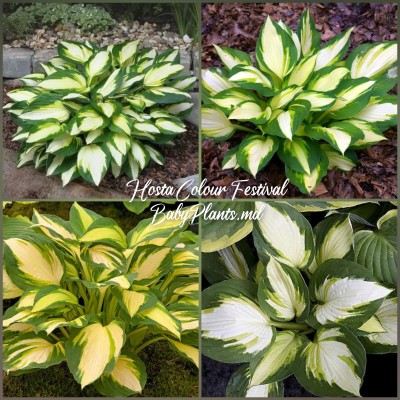 Hosta Color Festival