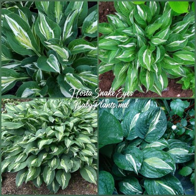 Hosta Snake Eyes
