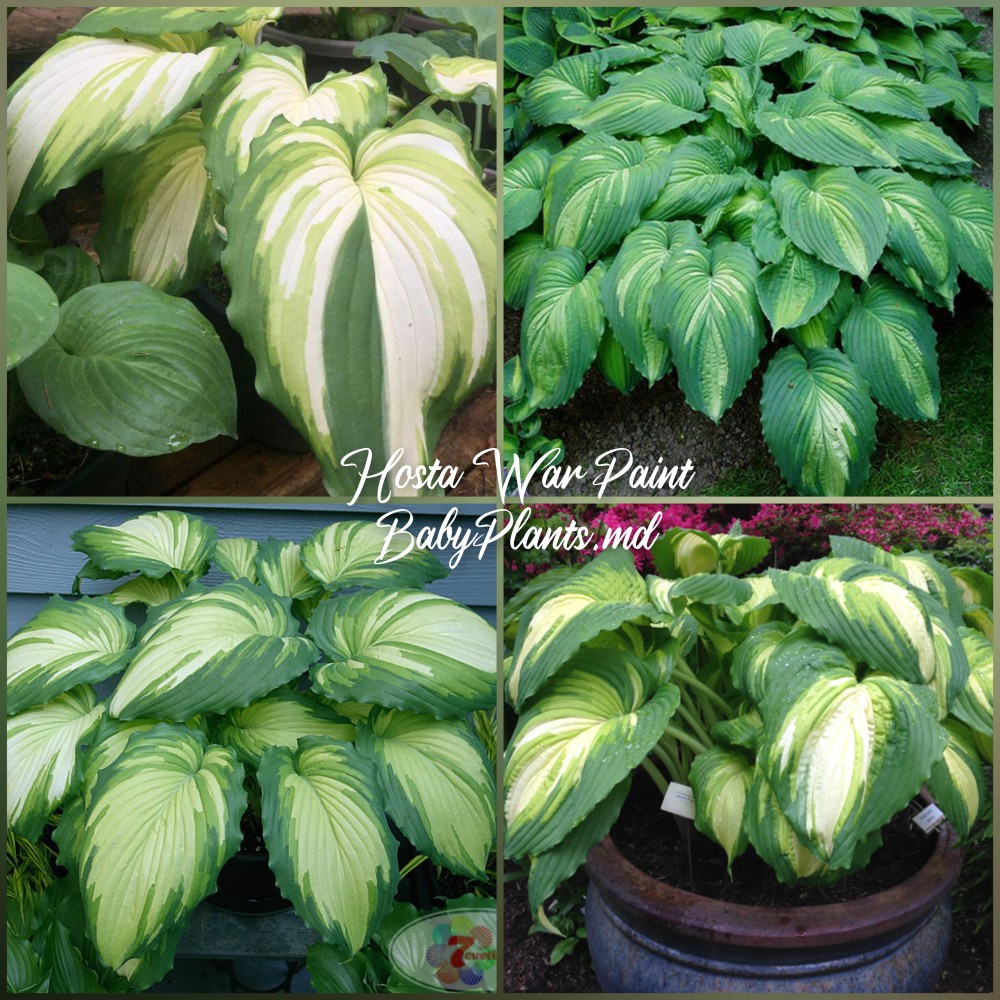 Hosta War Paint