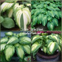 Hosta War Paint